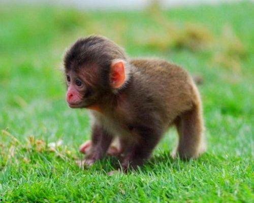 最新发布国产小猴子视频,萌态可掬，趣味横生