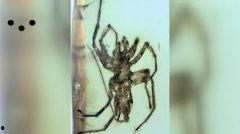 国产蜘蛛的品种介绍视频,探寻我国独特蜘蛛家族