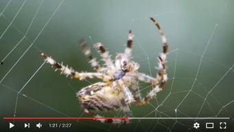 国产蜘蛛的品种介绍视频,探寻我国独特蜘蛛家族