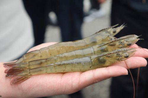 测评国产鳌虾品种视频,品质与口感的双重体验