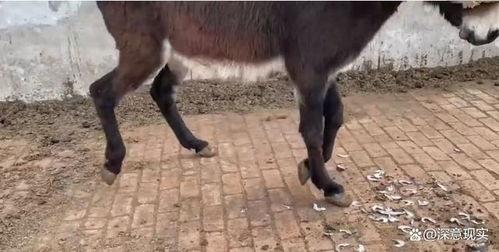 找驴的视频在线观看国产,跟随视频寻迹国产驴的魅力