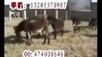 找驴的视频在线观看国产,跟随视频寻迹国产驴的魅力