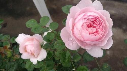 国产女王月季好养吗视频