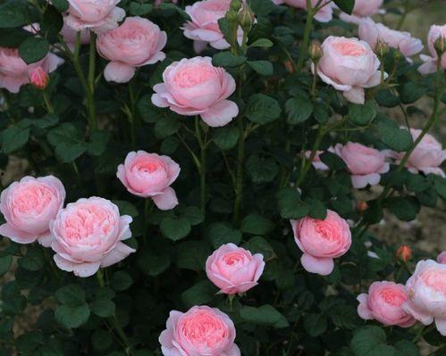 国产女王月季好养吗视频